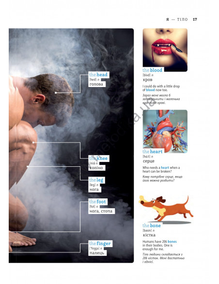 English Візуальний словник. Картинка за картинкою - англо-український словник - фото 18