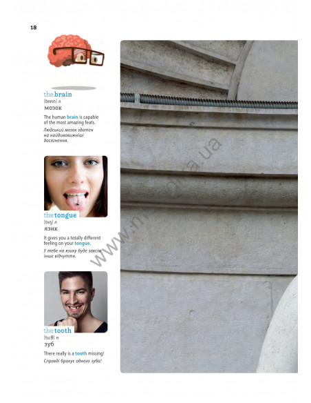 English Візуальний словник. Картинка за картинкою - англо-український словник - фото 19